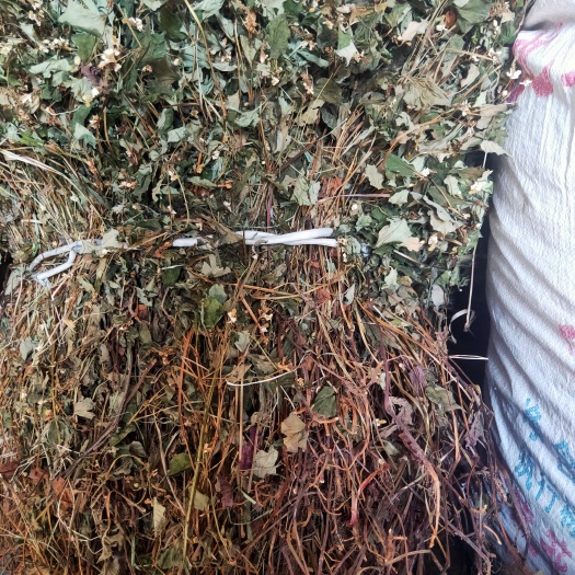 商城县红茎鱼腥草  新货鱼腥草干货自然晒干色鲜全棵未切断大山采挖鱼