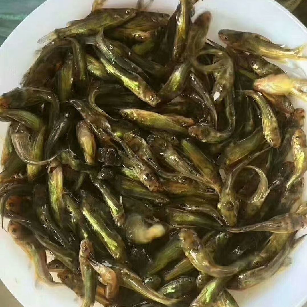 黄颡鱼苗  黄骨鱼，又名黄颡鱼，黄辣丁鱼饲料为主，量大从优。