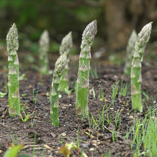 芦笋种子苗根高产菜籽种种植绿春夏秋季农家盆栽特色蔬菜种子