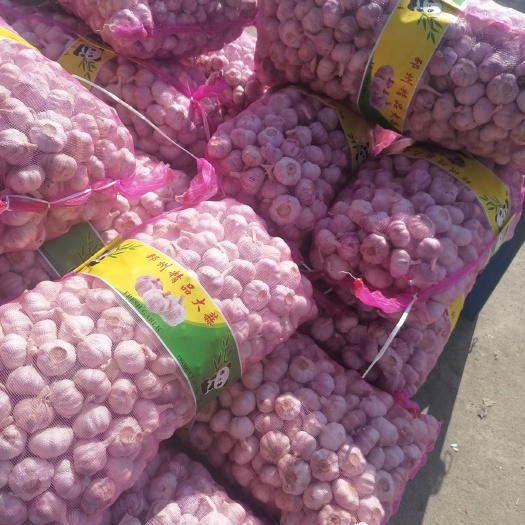 邳州市红皮蒜  干蒜，精品净蒜