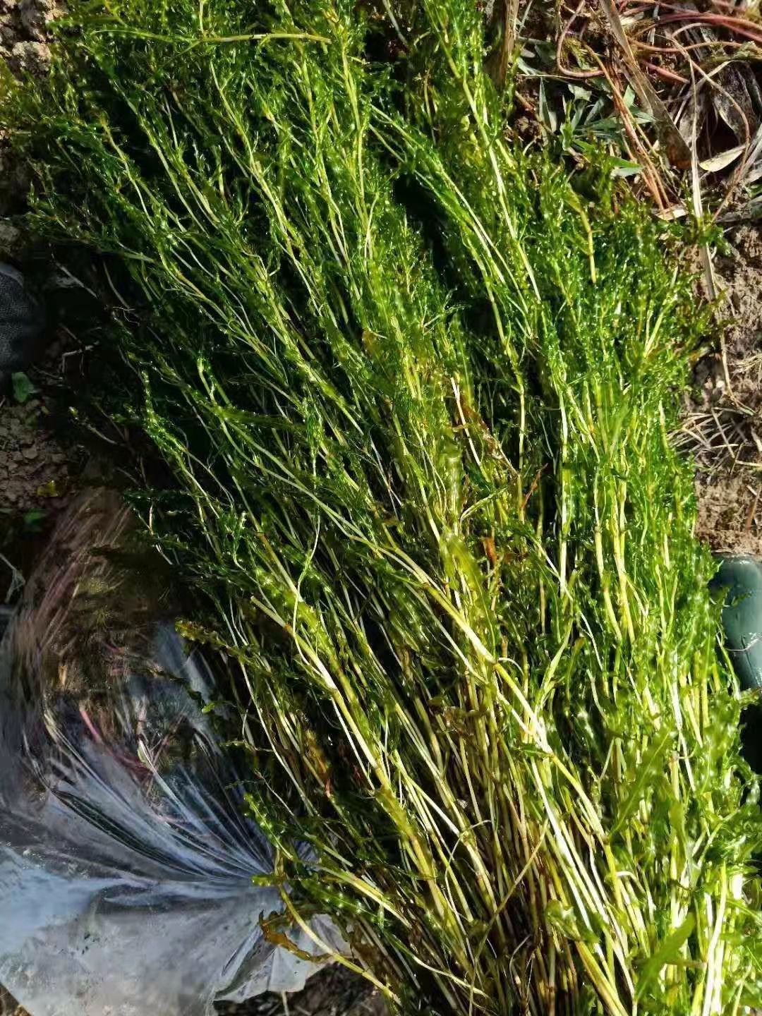 安新县菹草 菹草种子等各种沉水植物种植，瑞荷水生植物