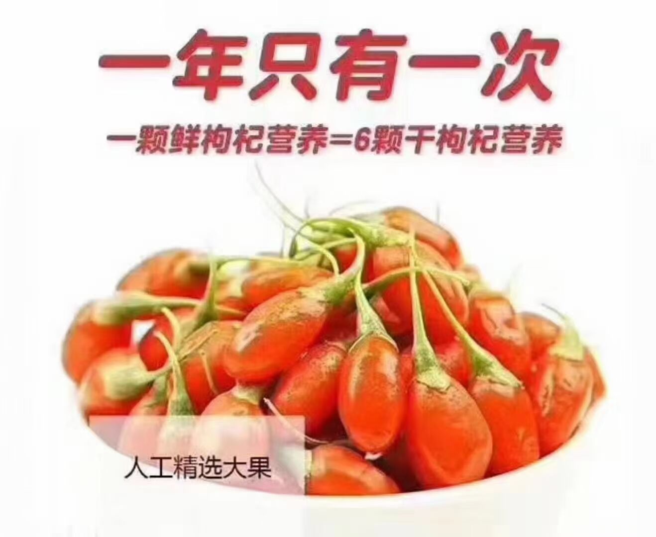 红枸杞  2021年宁夏中宁产地鲜果枸杞一斤80全国顺丰包邮，两斤14