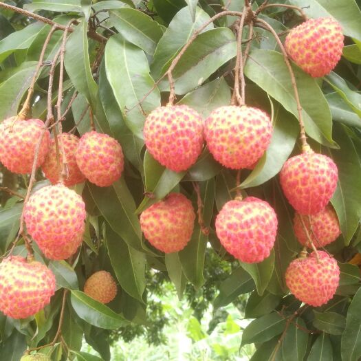 中山市糯米糍荔枝 糯米糍