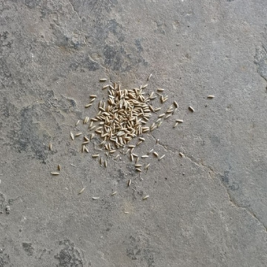 南昌县 黄花粘稻谷