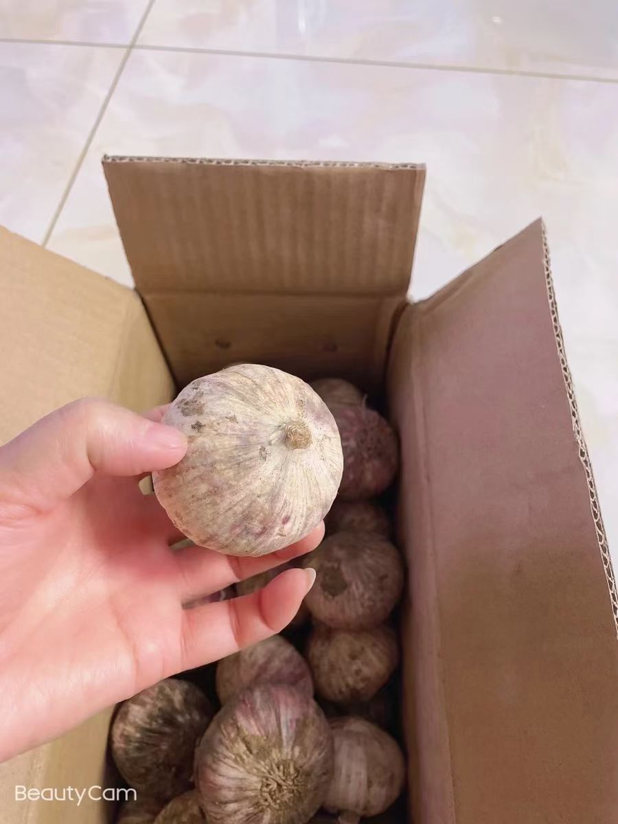  云南大理紫皮独头蒜干蒜