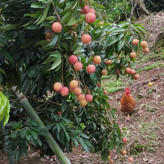 玉林桂味荔枝  荔枝桂味