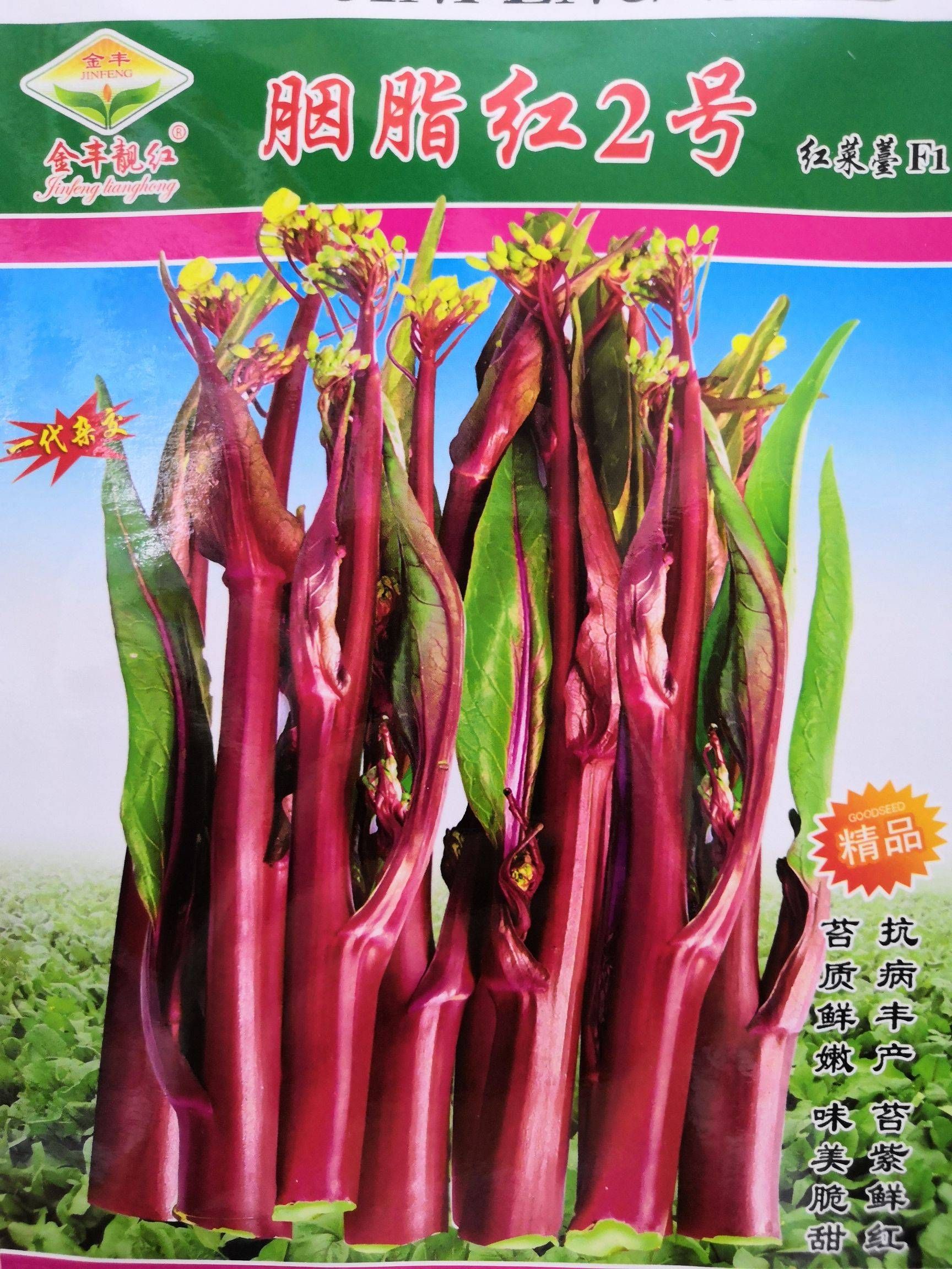 【湖北热销】红菜苔种子早中熟品种耐寒高产鲜嫩脆甜
