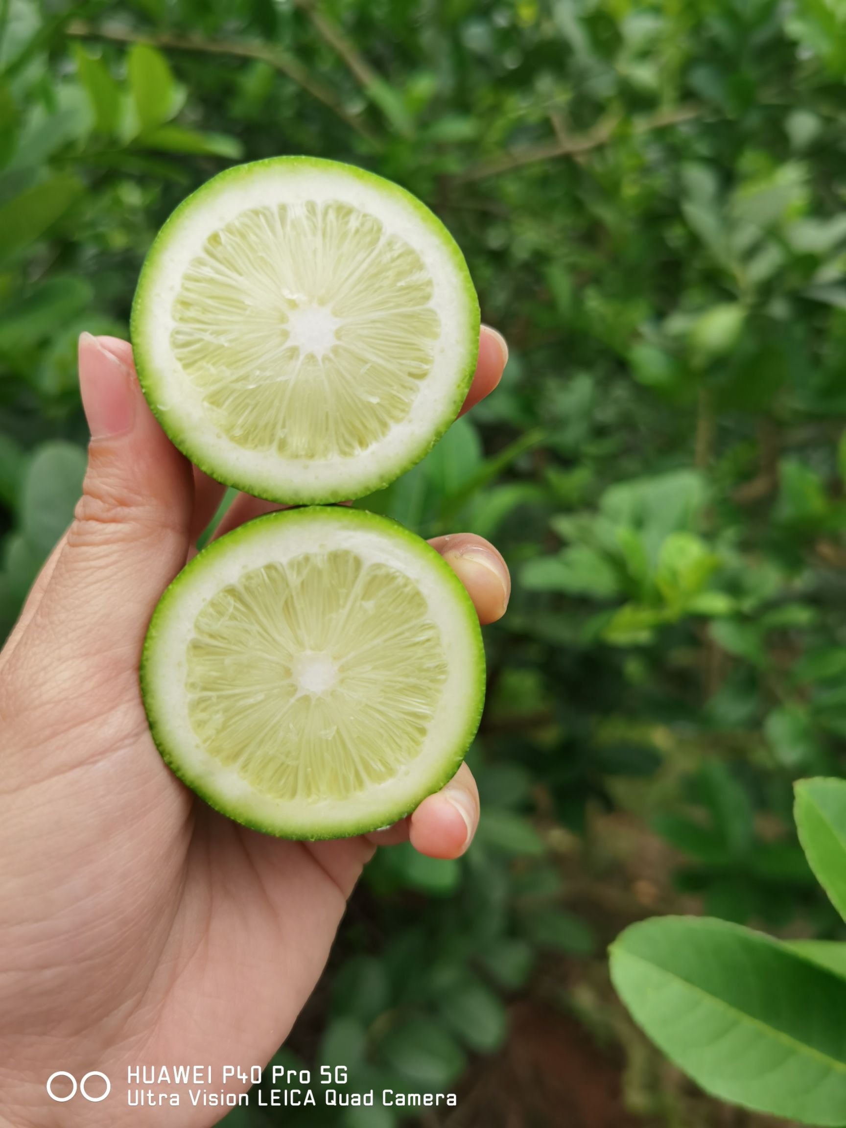 广东香水柠檬青果青黄果皮薄老树果，香味浓郁，产地直发价格便宜