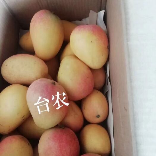 台农芒  云南热带芒果 香甜可口  价钱合适  欢迎来下单  场地批发