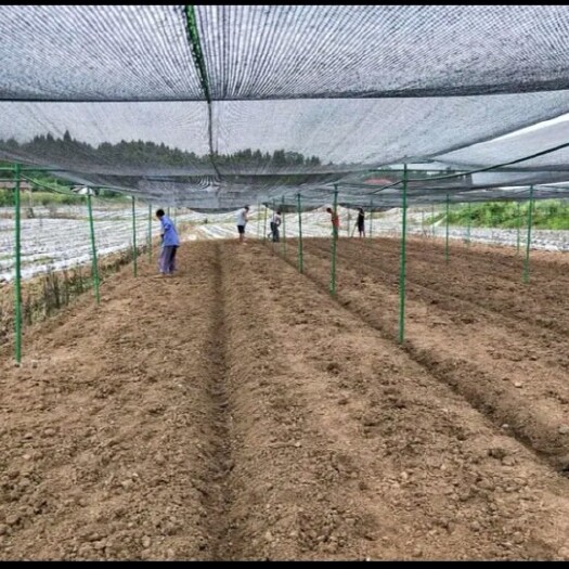 东莞市 生产订做玻璃纤维管立柱支撑，代替传统水泥柱子铁管木棍竹杆
