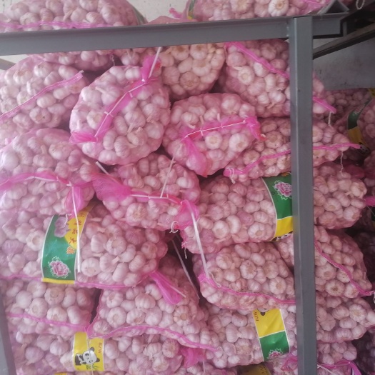 邳州市红皮蒜  精品净蒜红蒜