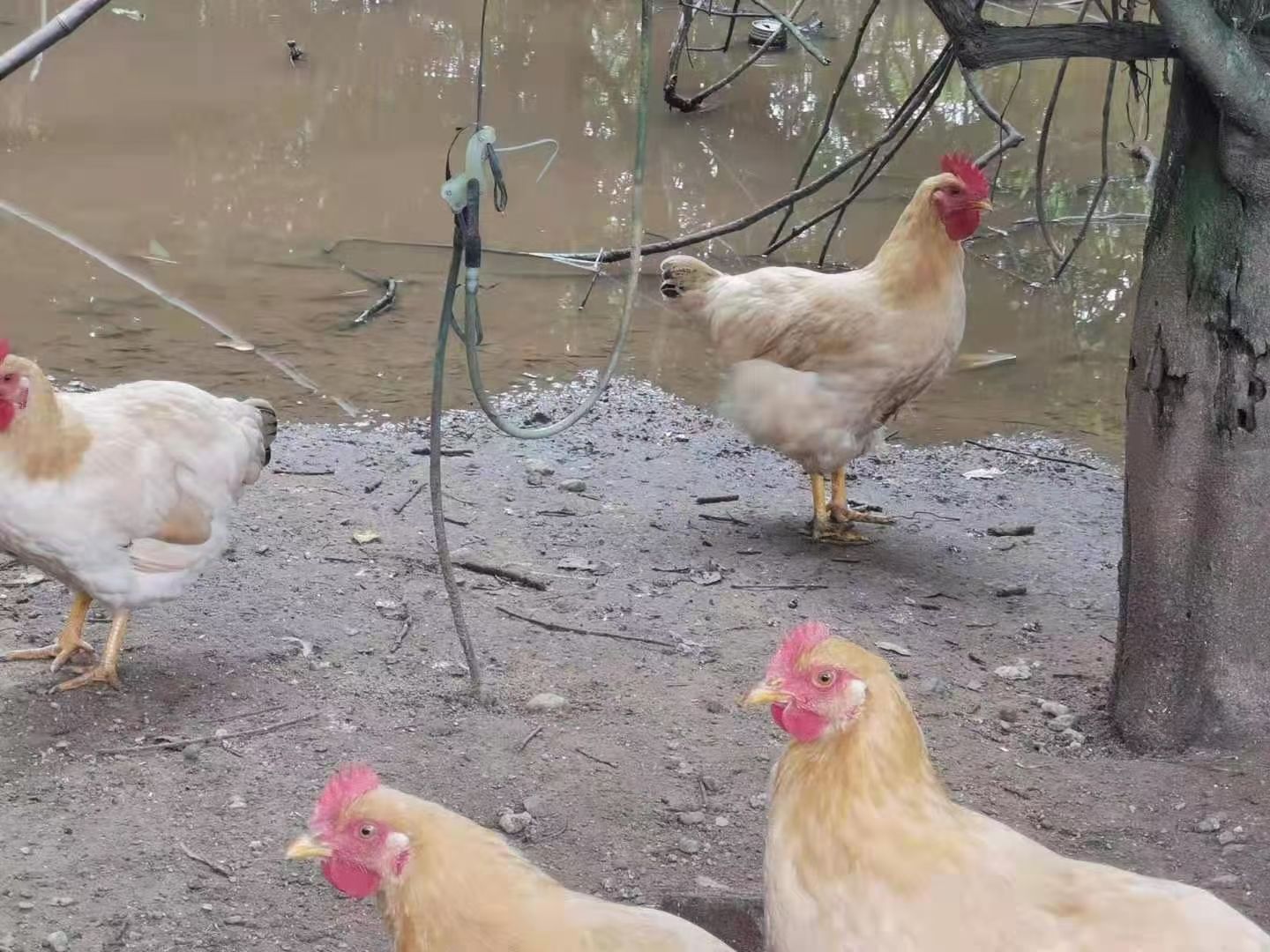 三黄鸡公鸡土二
