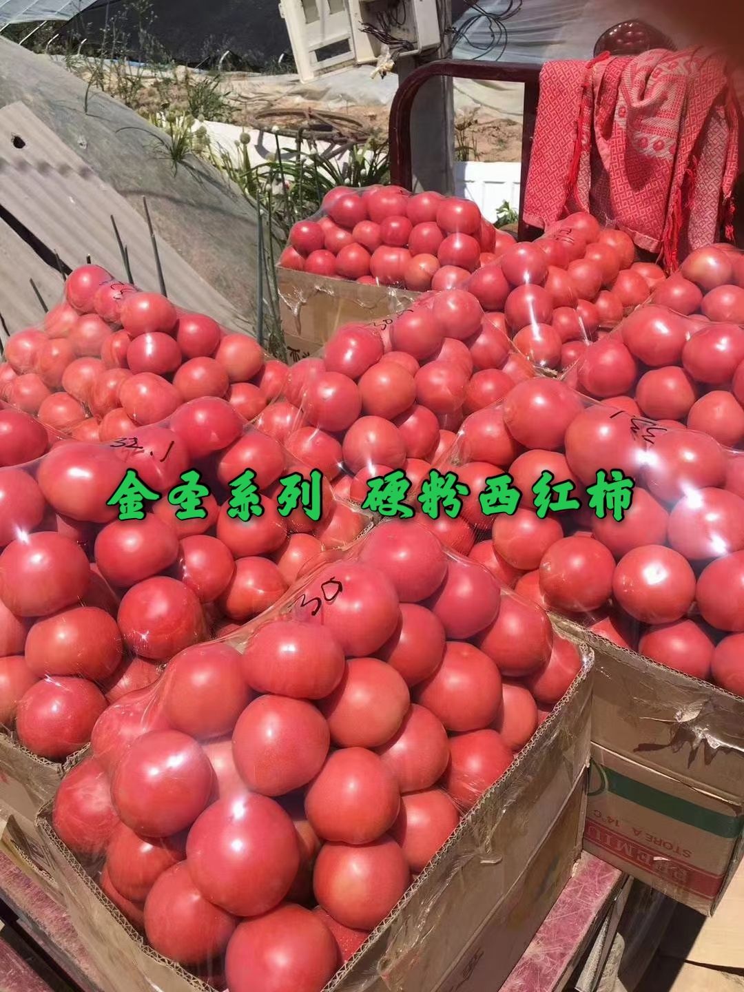 硬粉番茄种子— 金圣04 秋延、越冬、早春西红柿种子产量稳定