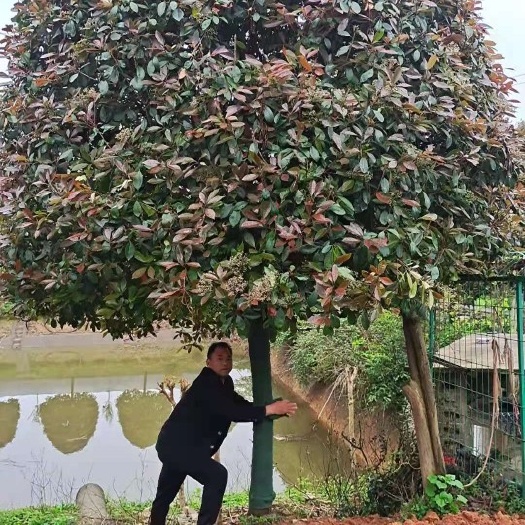 咸宁高杆红叶石楠树地经18公分，大量有货
