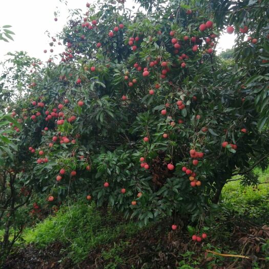 高州市桂味荔枝 广东省茂名市高州市 