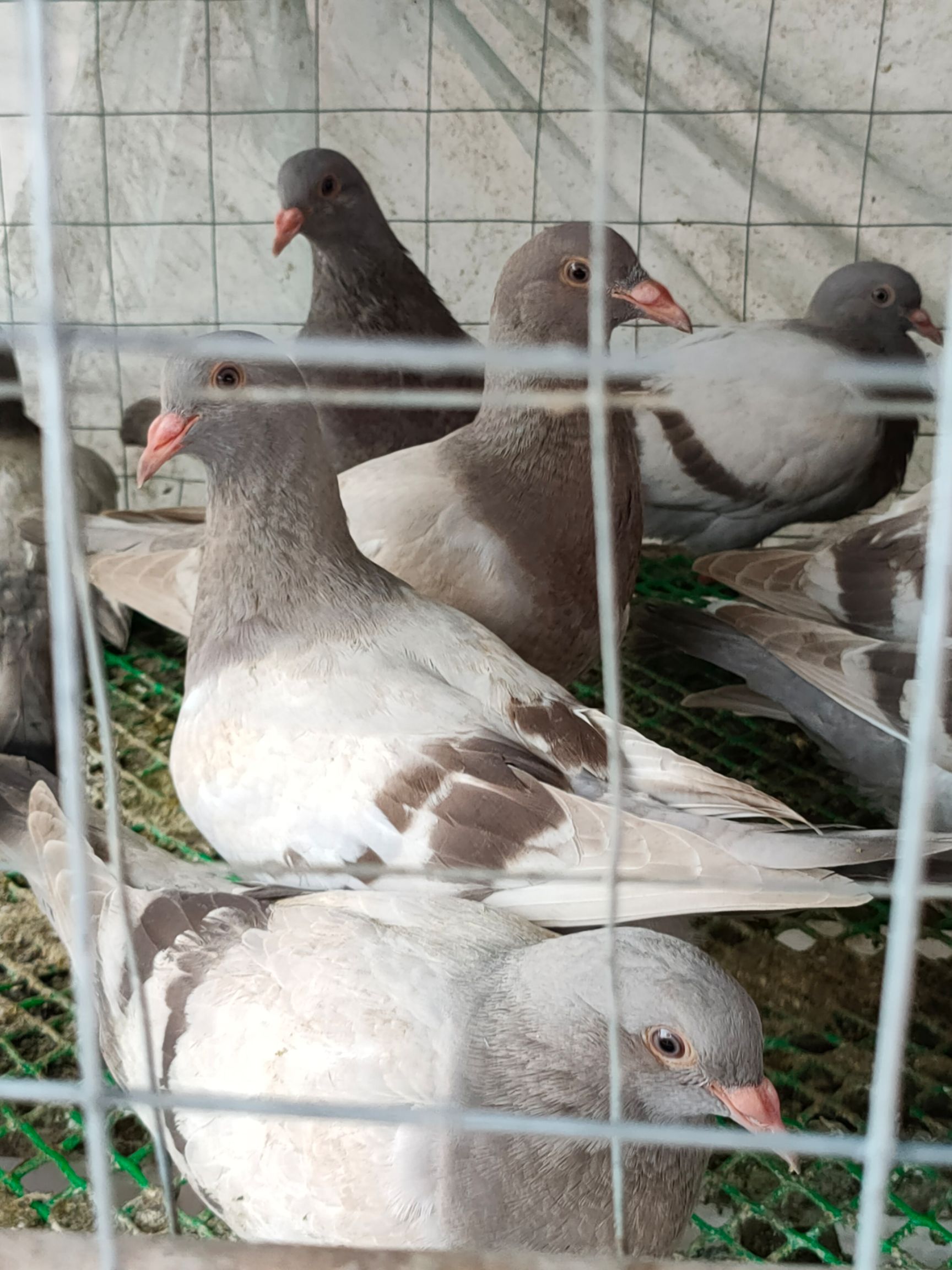白鸽  广东茂名本地乳鸽灰鸽老鸽白条鸽双肌鸽鸽场直销量大从优