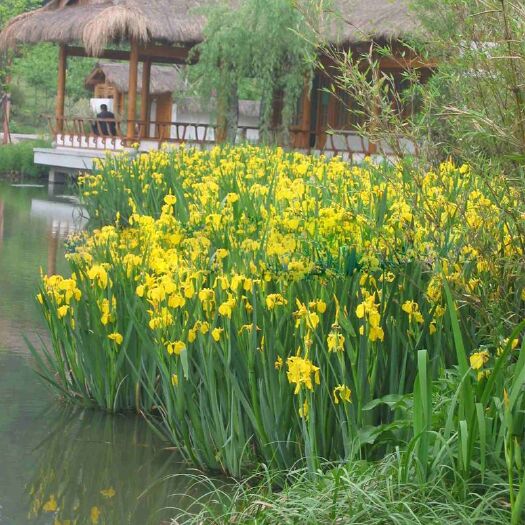  黄菖蒲种子黄花鸢尾水生净水植物湿地池塘陆地都可种植
