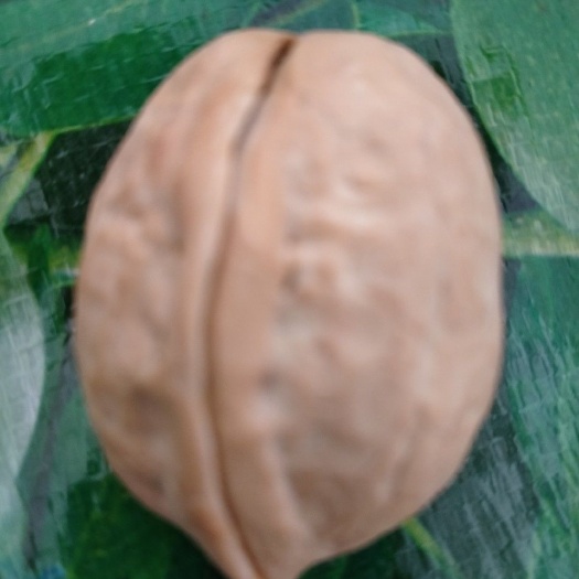 乐陵市【促销优惠】新疆阿克苏薄皮核桃厂家一手货源新疆薄皮核桃批发