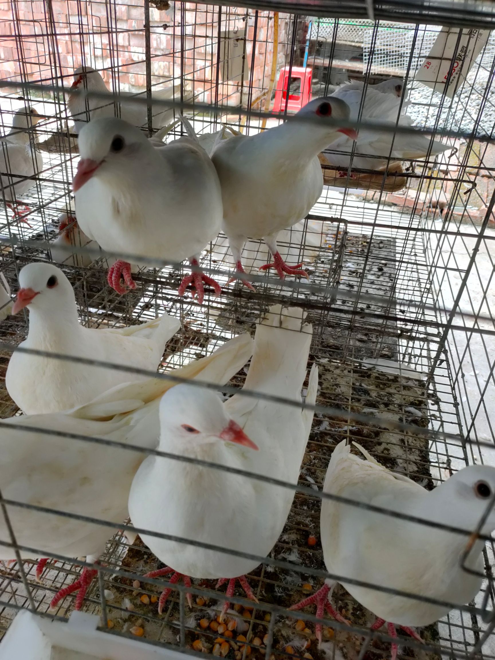 白鸽  广东茂名本地乳鸽灰鸽老鸽白条鸽双肌鸽鸽场直销量大从优