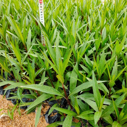 漳浦县翠芦莉盆栽 紫花芦莉