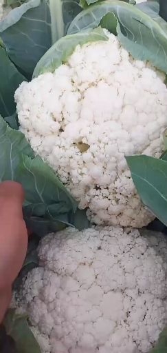 邯郸白花菜花 有机菜花
