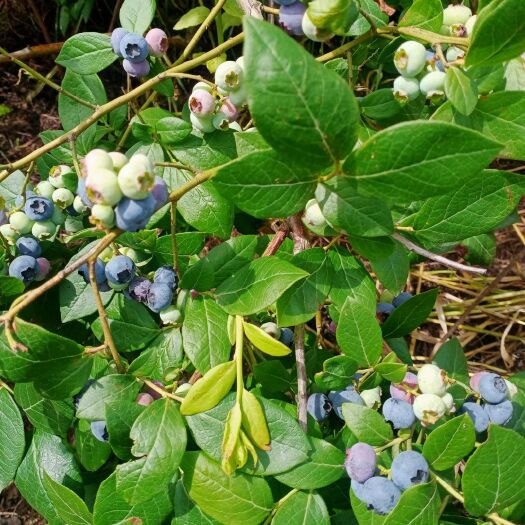 随县蓝丰蓝莓  蓝莓鲜果