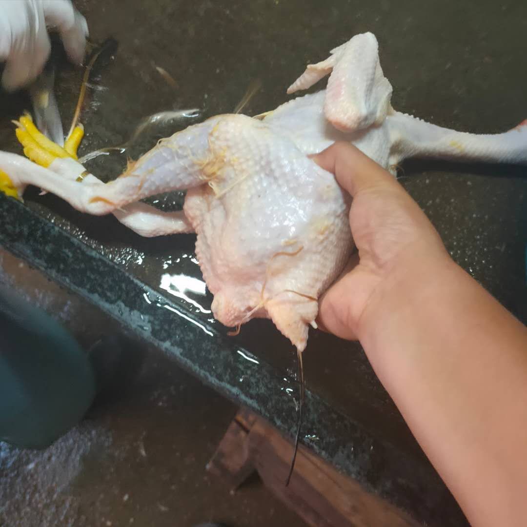 三黄鸡公鸡土二