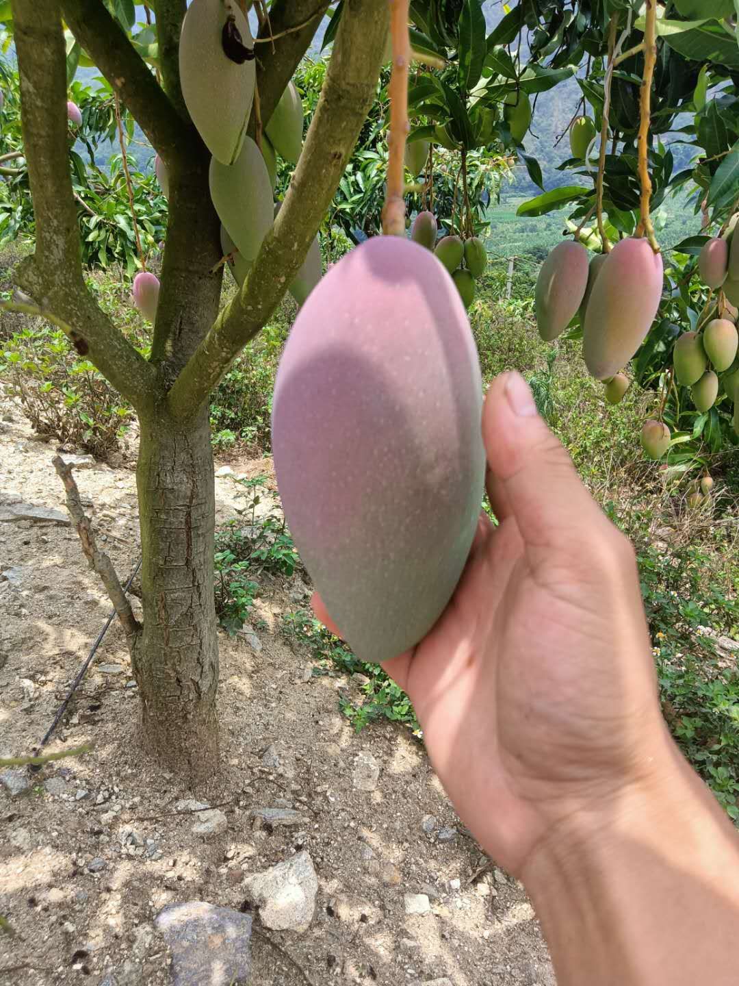 贵妃芒  云南红河热带 芒果香甜可口 场地批发 价钱合适