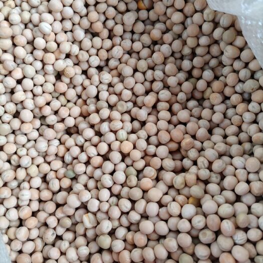 富宁县干豌豆，颗粒饱满可年年留种，种出来吃豆米，大量批发。