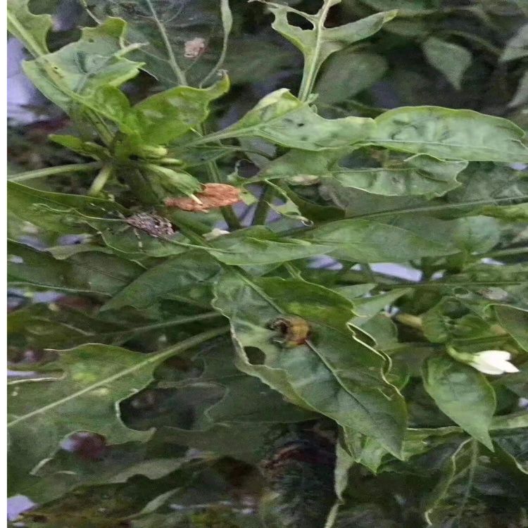 甲维虫螨腈虱螨脲青虫钻心虫二三化螟大虫小虫通杀杀虫剂