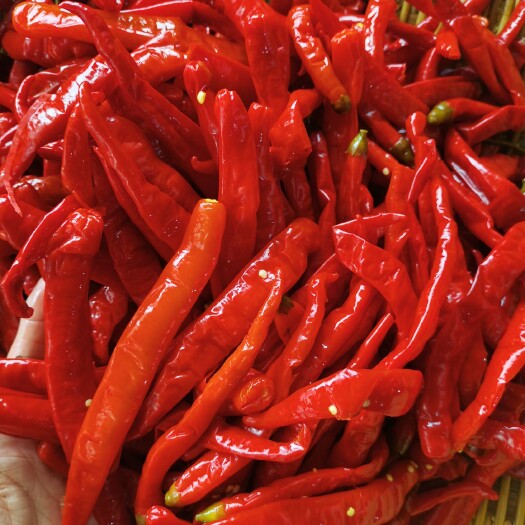 重庆市腌制蔬菜 泡菜泡椒