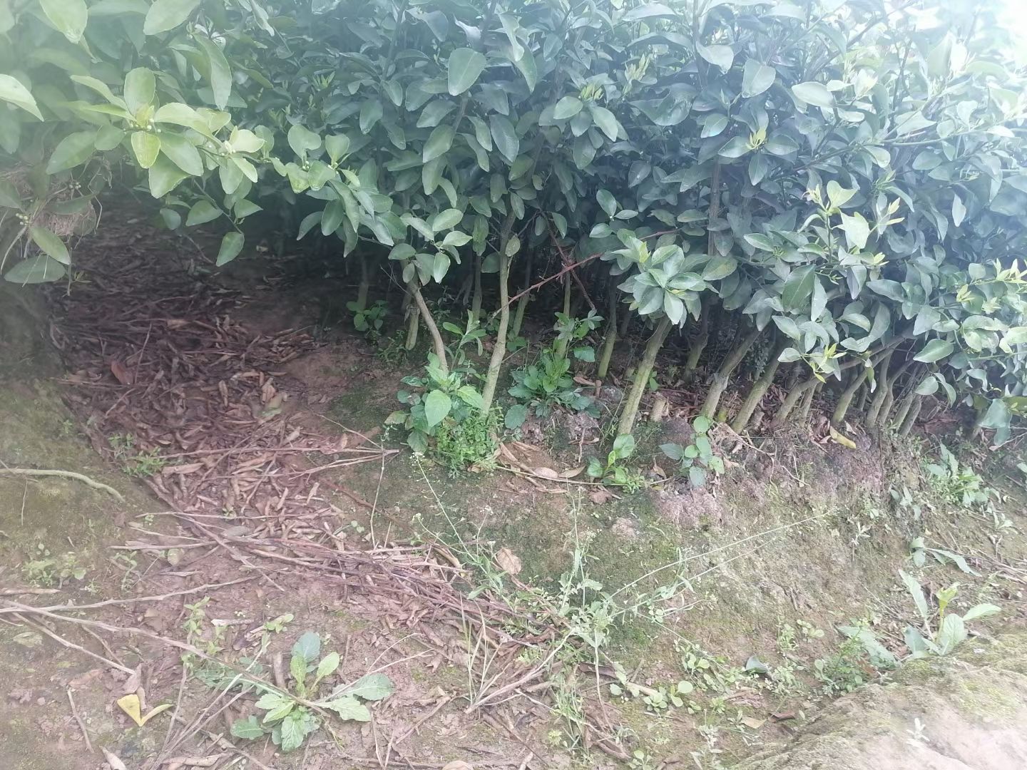 沃柑苗  沃柑大杯苗两年半大苗。