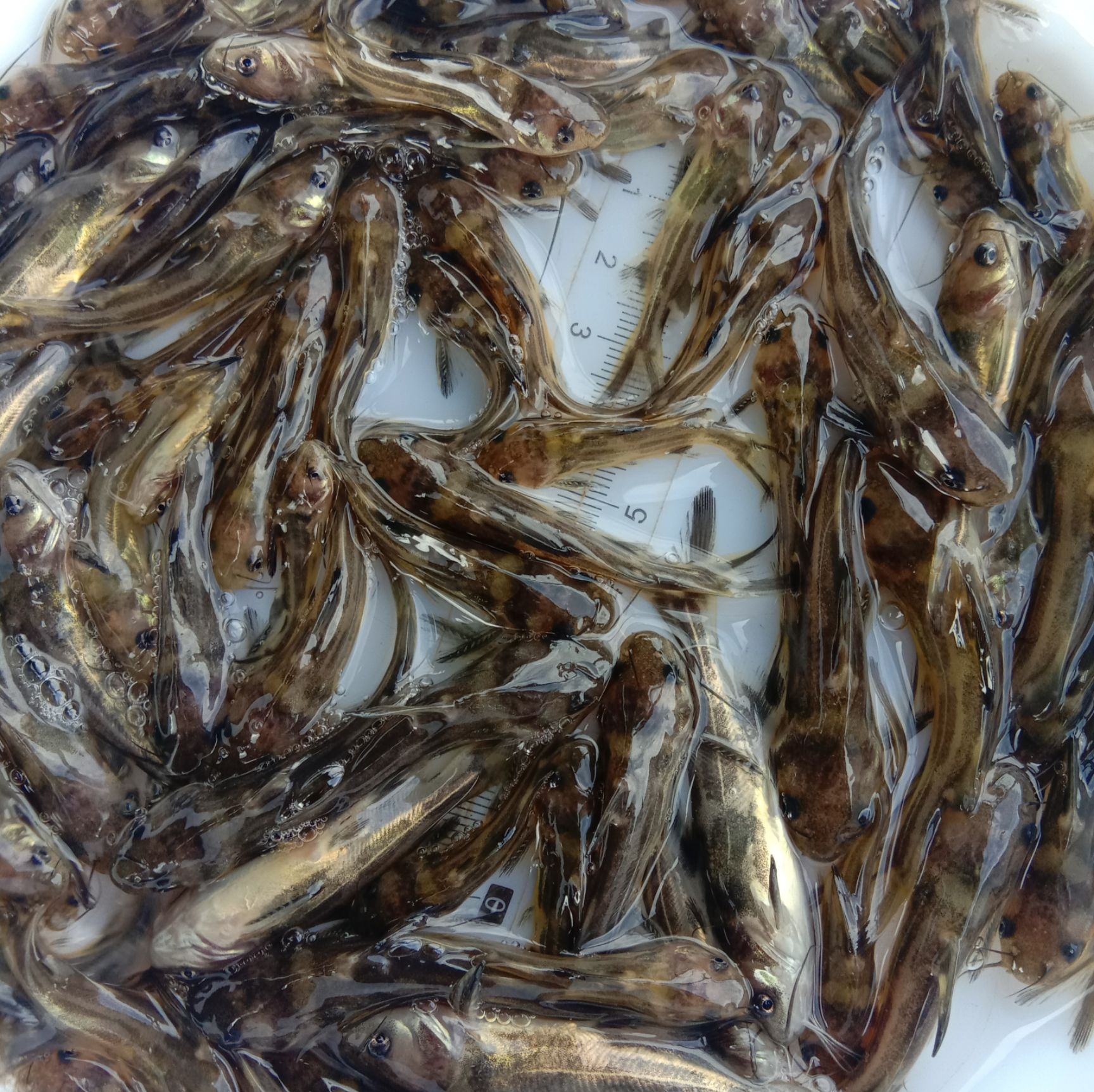 黄颡鱼苗  黄骨鱼，又名黄颡鱼，黄辣丁鱼饲料为主，量大从优。