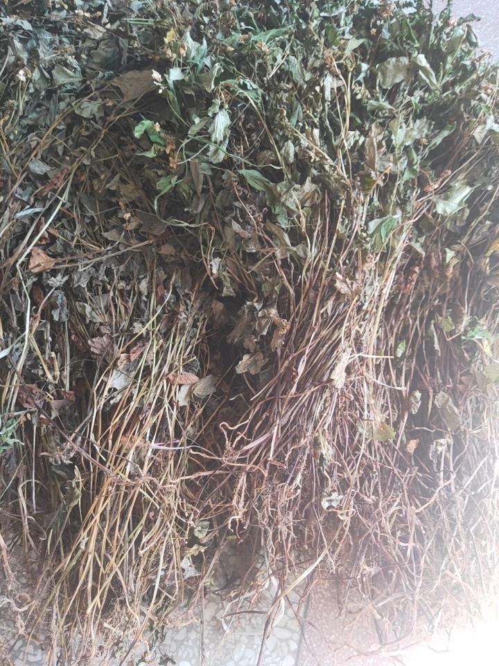 红茎鱼腥草  新货鱼腥草干货自然晒干色鲜全棵未切断大山采挖鱼