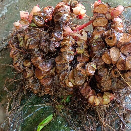 隆林县蜈蚣草  岩蜈蚣，血蜈蚣，蜈蚣七，红孩儿，海棠，爬地龙，荷叶参。