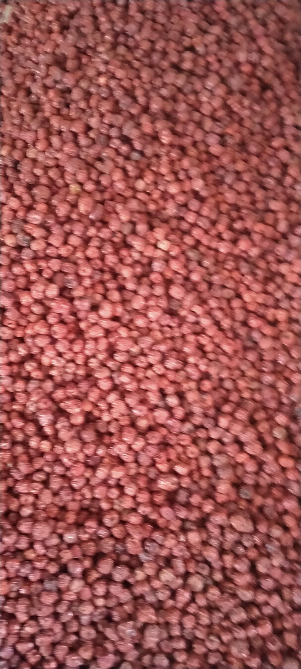 【产地直销】山东德州乐陵市金丝小枣批发元红枣直销元红枣直供