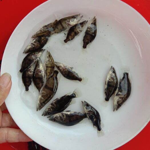 博罗县桂鱼苗  桂鱼，又名鳜鱼，以鱼仔为料。