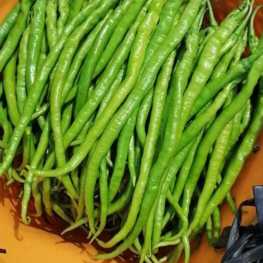 成都二荆条 自产自销   天然  不打农药