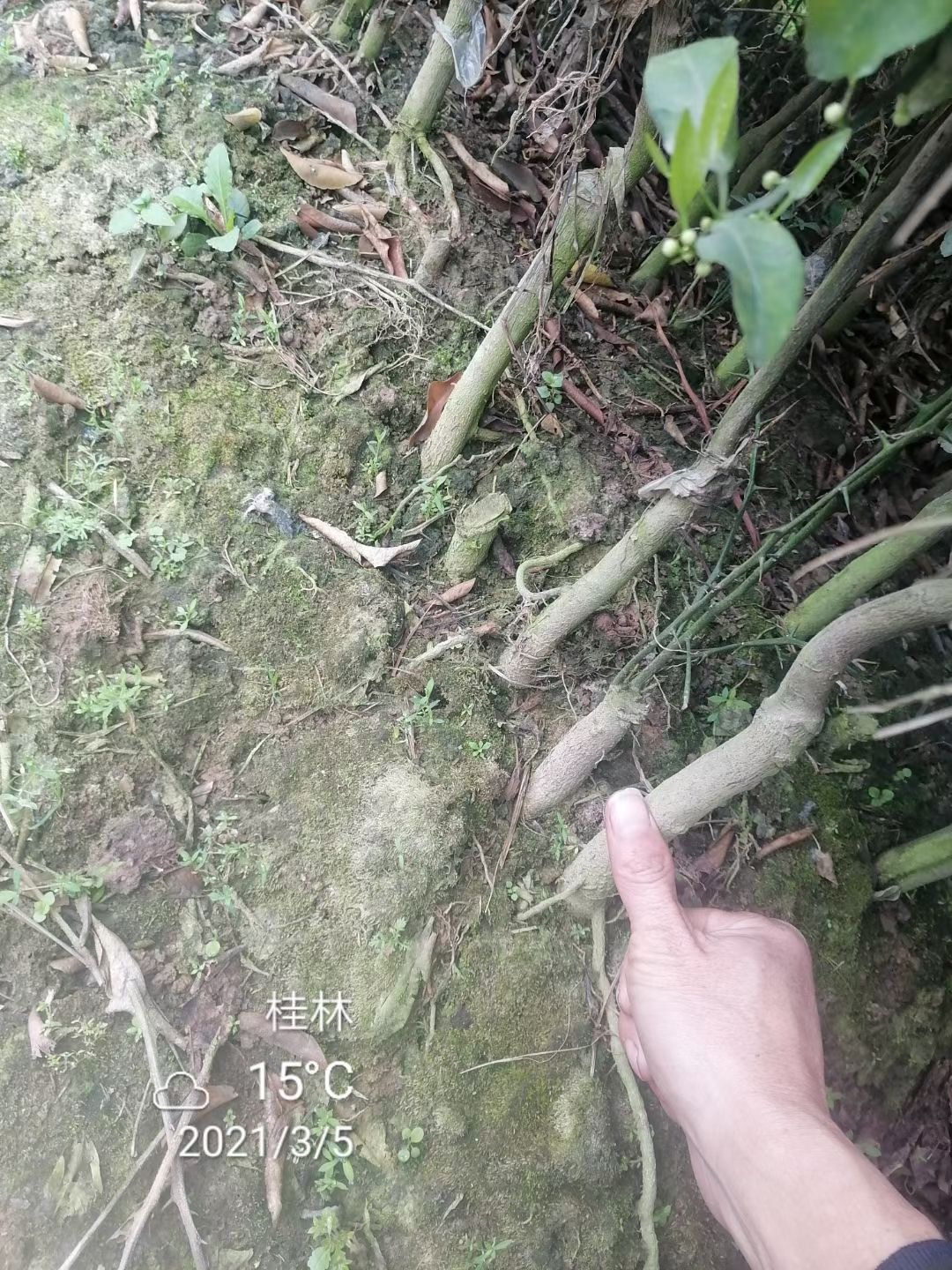 沃柑苗  沃柑大杯苗两年半大苗。