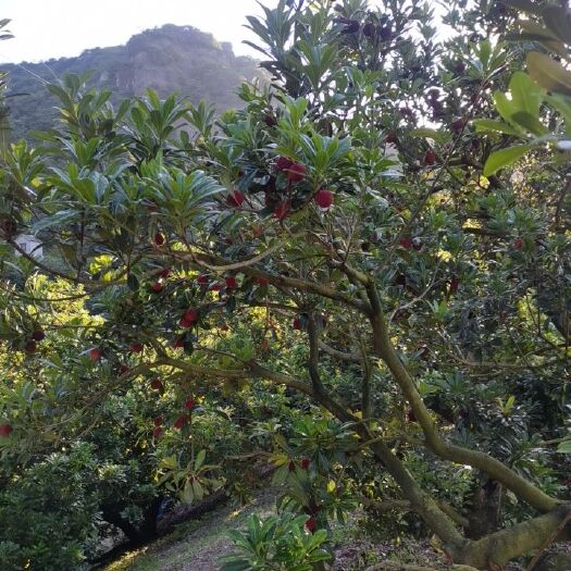 仙居县东魁杨梅 东塊杨梅