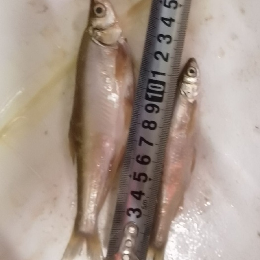 襄樊餐鲦鱼 小白鱼