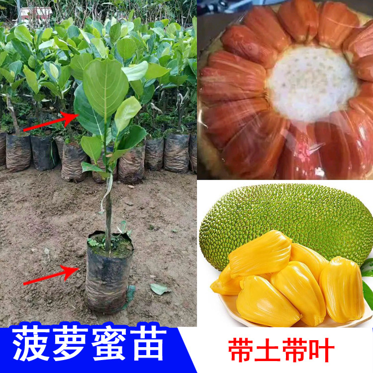  大量供应大岭树菠萝蜜苗、芒果苗