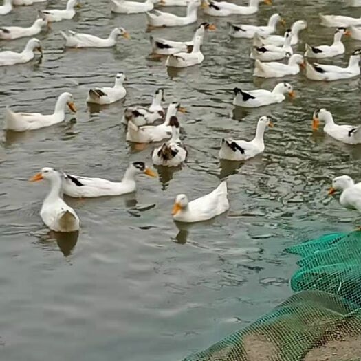 贵阳 花边鸭，