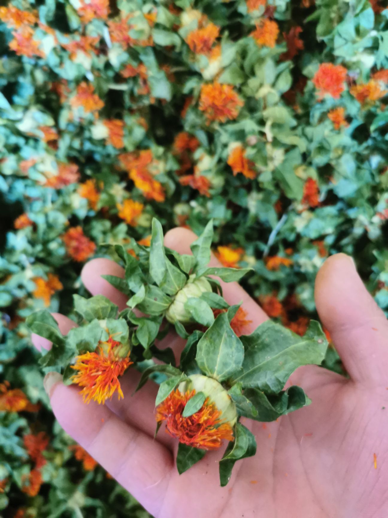 红花头，橙菠萝