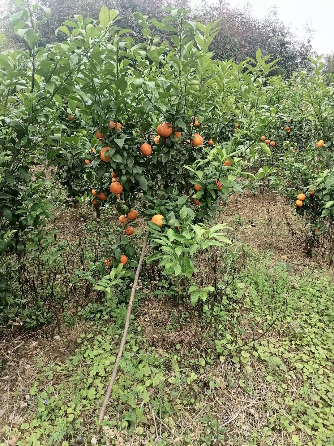 沃柑苗  沃柑大杯苗两年半大苗。