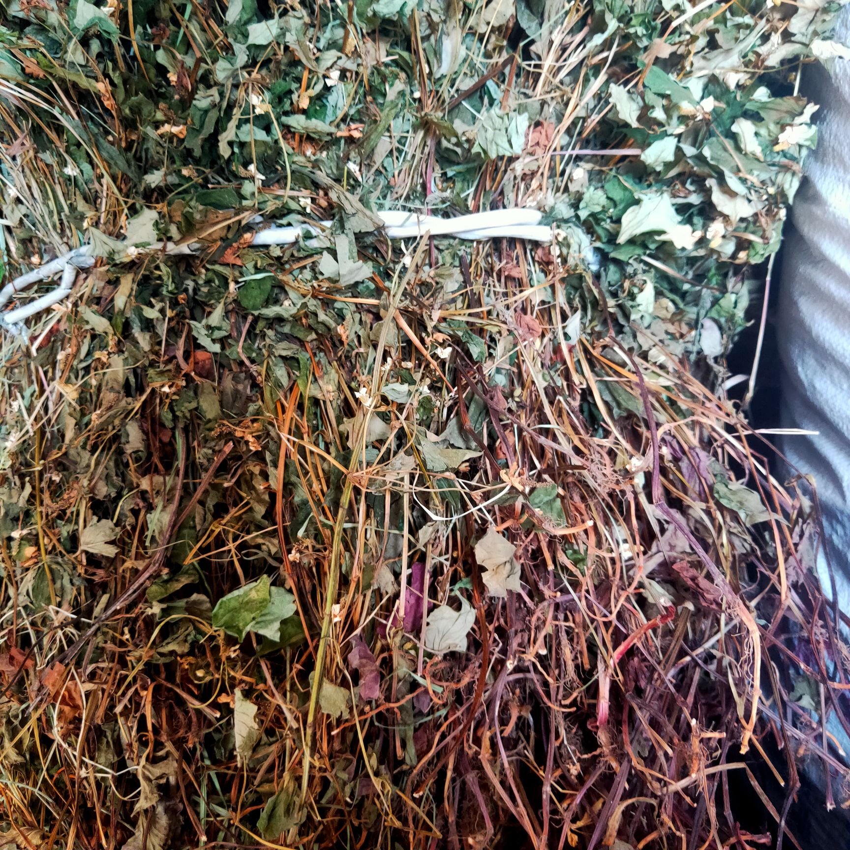 红茎鱼腥草  新货鱼腥草干货自然晒干色鲜全棵未切断大山采挖鱼