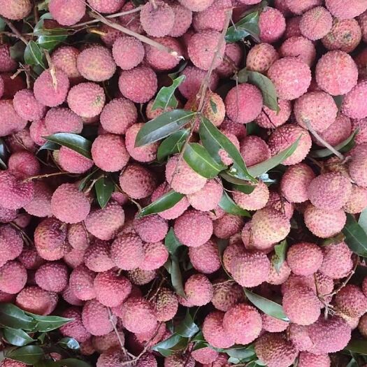 高州市桂味荔枝 桂味