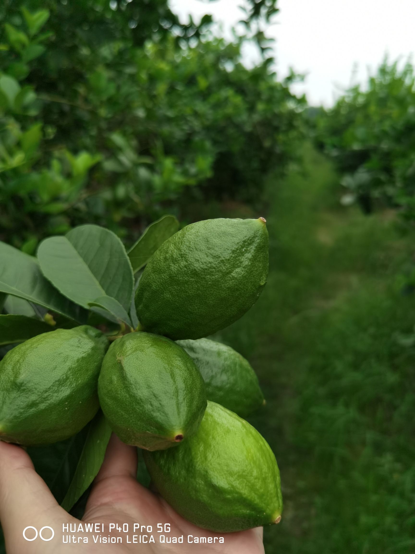 广东香水柠檬青果青黄果皮薄老树果，香味浓郁，产地直发价格便宜