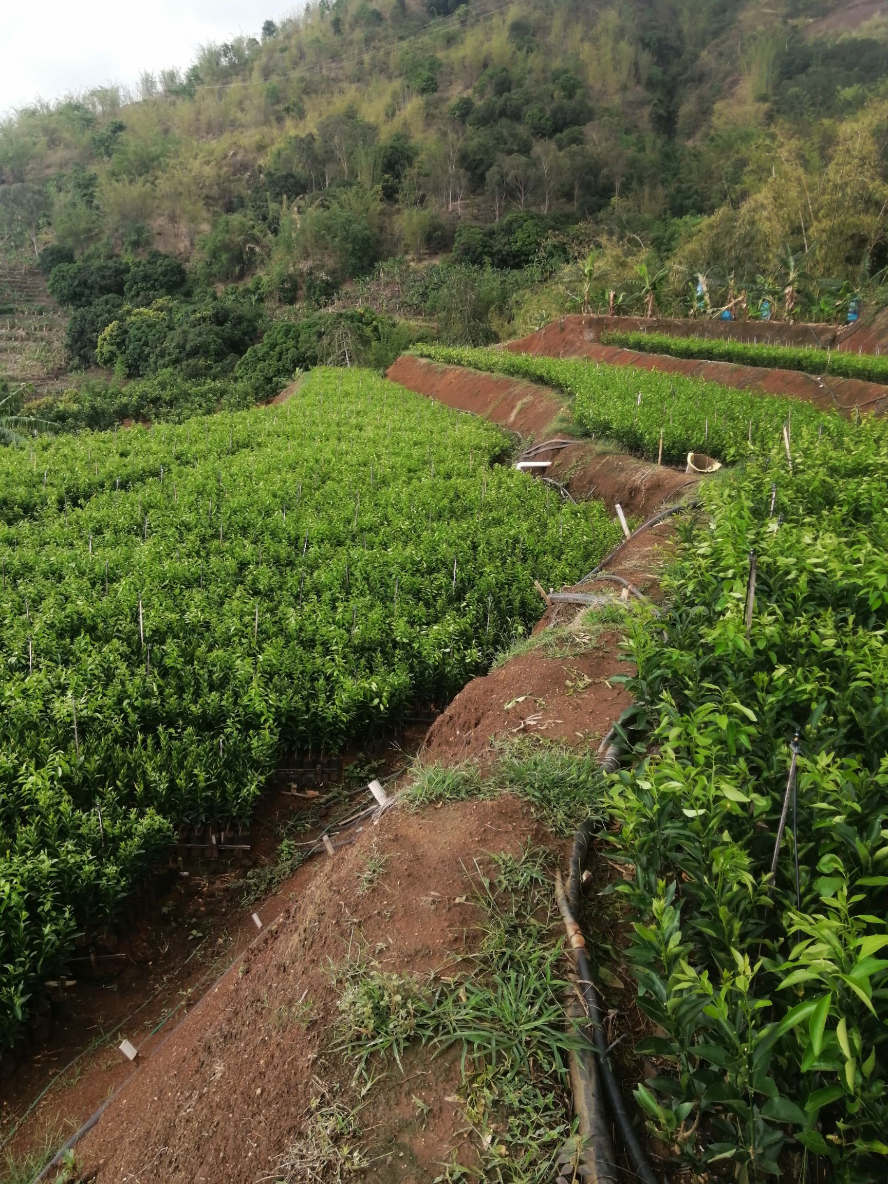 红橘沾木沃柑苗