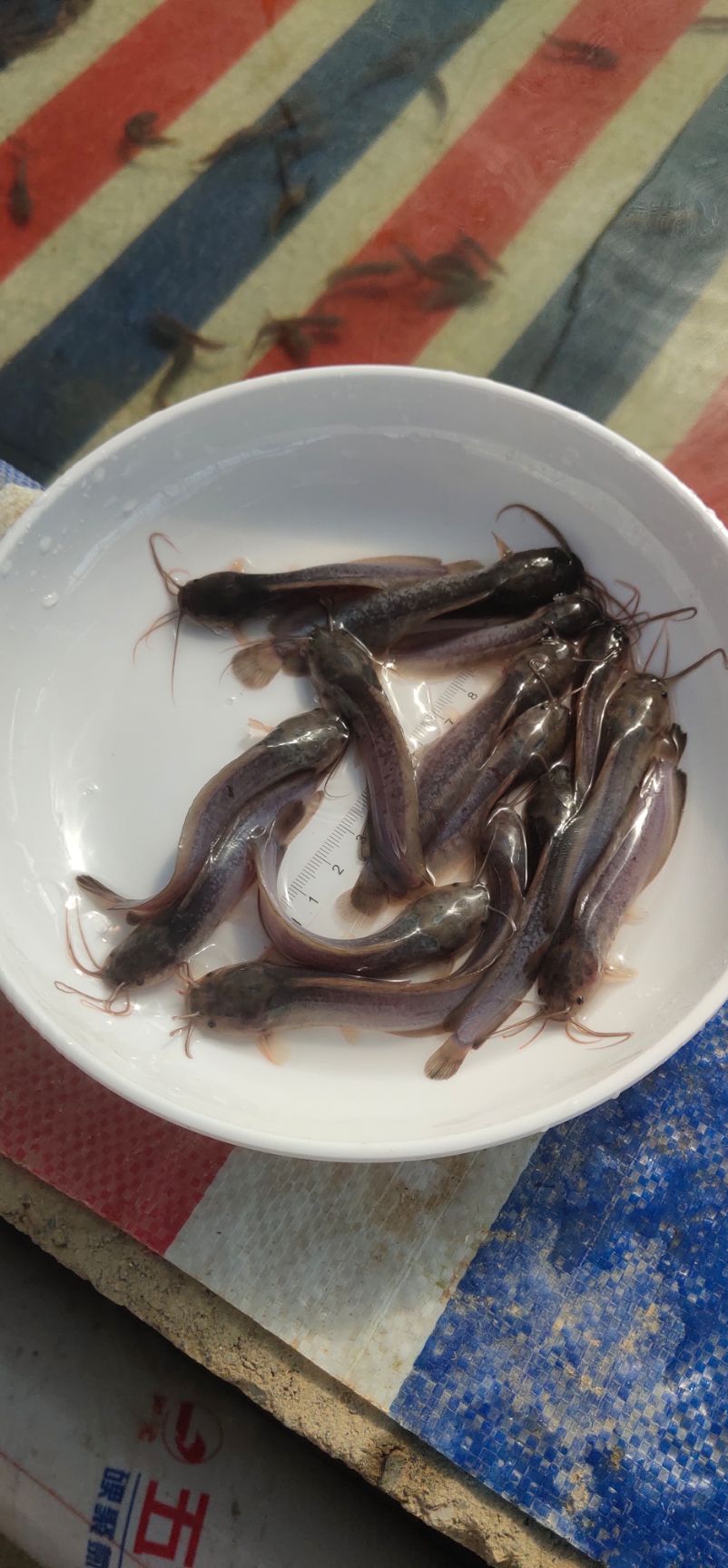 胡子鲶   塘角鱼 本地塘角鱼 成活率高 有货